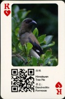 探索精彩鳥世界撲克牌藏品圖，第4張
