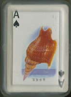 國立海洋生物博物館發行貝殼撲克牌藏品圖，第2張