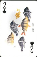 嚴尚文魚拓工作室設計嚴尚文的魚拓世界(A)撲克牌藏品圖，第4張