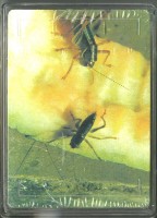 蟈蟈鑒賞圖撲克牌藏品圖，第3張