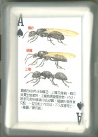 泛亞文化小藍鯨生態繪本撲克牌2藏品圖，第2張