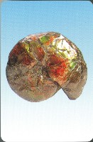 化石撲克牌藏品圖，第3張