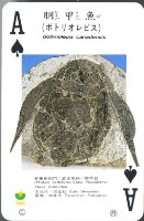 化石撲克牌藏品圖，第4張