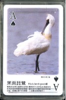 南路鷹工作室野鳥紀事4撲克牌藏品圖，第2張