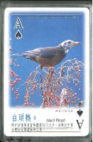 南路鷹工作室野鳥紀事5撲克牌藏品圖，第2張