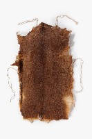 鄒族男性皮背心藏品圖，第1張