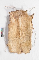 鄒族男性皮背心藏品圖，第2張