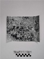 黃則修攝山林藏品圖，第1張