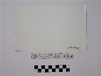 黃則修攝野柳地景燭臺石藏品圖，第2張