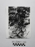 黃則修攝野柳地景藏品圖，第1張