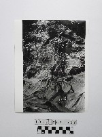 黃則修攝野柳地景藏品圖，第1張