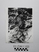 黃則修攝野柳地景藏品圖，第1張