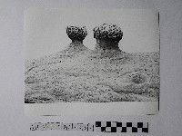 黃則修攝野柳地景蕈狀岩藏品圖，第1張