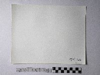 黃則修攝野柳地景蕈狀岩藏品圖，第2張