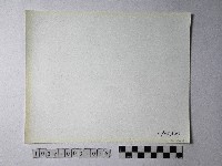 黃則修攝野柳地景蜂窩岩藏品圖，第2張