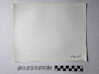 黃則修攝野柳地景藏品圖，第2張