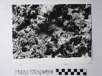 黃則修攝野柳地景藏品圖，第1張