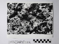 黃則修攝野柳地景藏品圖，第1張