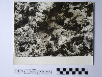 黃則修攝野柳地景藏品圖，第1張