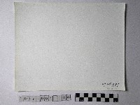 黃則修攝野柳地景燭臺石藏品圖，第2張