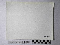 黃則修攝野柳地景燭臺石藏品圖，第2張