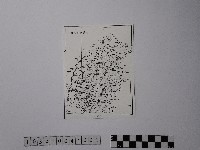 泰耶族群分布圖藏品圖，第1張