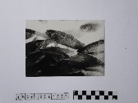 黃則修攝鱒魚藏品圖，第1張