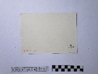 黃則修攝鱒魚藏品圖，第2張