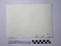 黃則修攝野柳地景燭臺石藏品圖，第2張