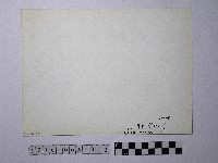 黃則修攝野柳地景燭臺石藏品圖，第2張