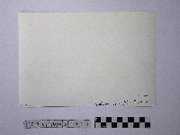 黃則修攝野柳地景燭臺石藏品圖，第2張