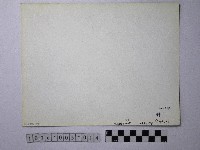 黃則修攝野柳地景燭臺石藏品圖，第2張