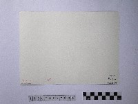 黃則修攝劫後林相藏品圖，第2張