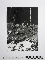 黃則修攝劫後林相藏品圖，第1張