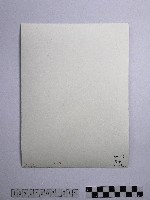 黃則修攝雪中草藏品圖，第2張