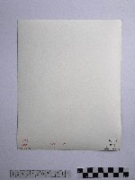 黃則修攝合歡主峰的冰樹藏品圖，第2張