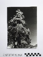 黃則修攝合歡山上結冰的巨木藏品圖，第1張