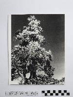 黃則修攝合歡山上結冰的巨木藏品圖，第1張