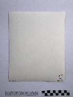 黃則修攝合歡山上結冰的巨木藏品圖，第2張