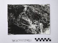 黃則修攝原始林之夢魘藏品圖，第1張