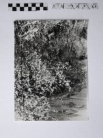 黃則修攝蘆山之春藏品圖，第1張