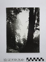 黃則修攝阿里山巨檜藏品圖，第1張