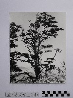 黃則修攝參天古木藏品圖，第1張