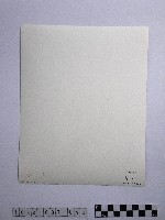 黃則修攝參天古木藏品圖，第2張