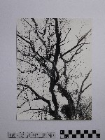 黃則修攝高山初冬藏品圖，第1張