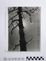 黃則修攝冰樹迎曦藏品圖，第1張