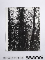 黃則修攝蔽天的原始林藏品圖，第1張