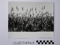 黃則修攝高粱藏品圖，第1張