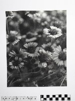 黃則修攝澎湖縣花天人菊藏品圖，第1張