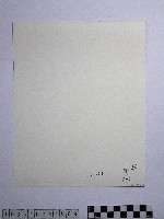 黃則修攝澎湖縣花天人菊藏品圖，第2張